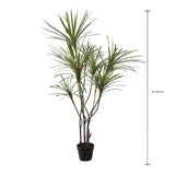 Yucca 261 foglie con Vaso • 150 cm