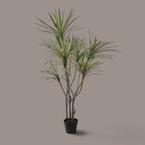 Yucca 261 foglie con Vaso • 150 cm