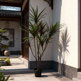 Yucca 261 foglie con Vaso • 150 cm