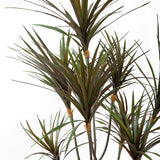 Yucca 261 foglie con Vaso • 150 cm