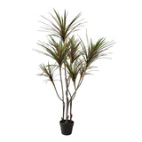 Yucca 261 foglie con Vaso • 150 cm
