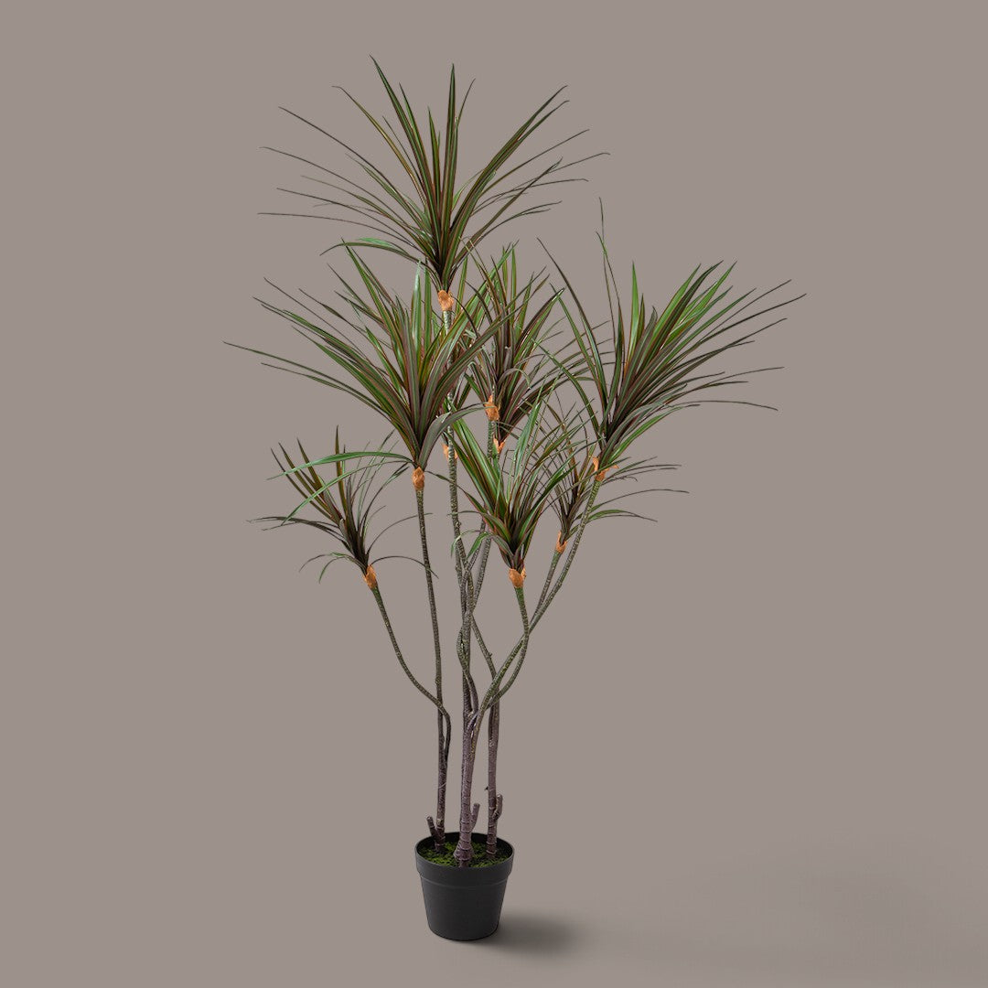Yucca 261 foglie con Vaso • 150 cm