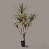 Yucca 261 foglie con Vaso • 150 cm
