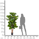 Verde artificiale Ficus lyrata • 180 cm