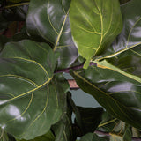 Verde artificiale Ficus lyrata • 180 cm