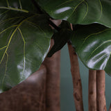 Verde artificiale Ficus lyrata • 180 cm