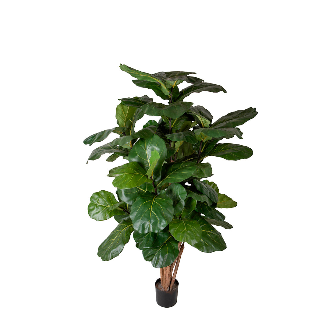 Verde artificiale Ficus lyrata • 180 cm