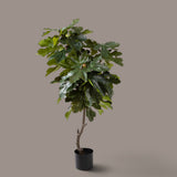 Fico con Fruit 45 foglie con Vaso Real • 140 cm