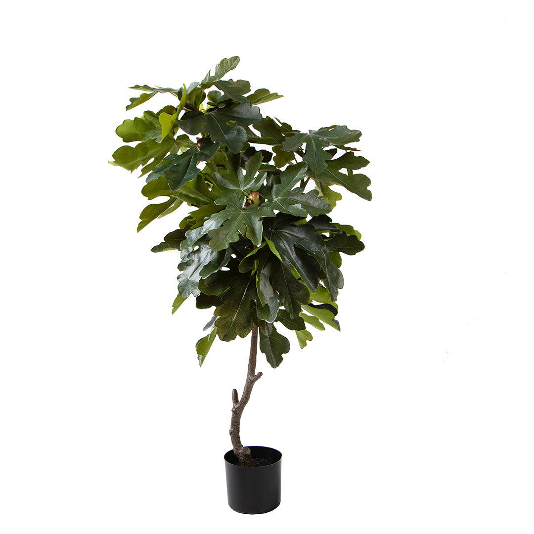 Fico con Fruit 45 foglie con Vaso Real • 140 cm