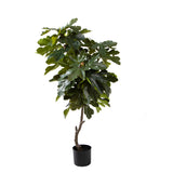 Fico con Fruit 45 foglie con Vaso Real • 140 cm