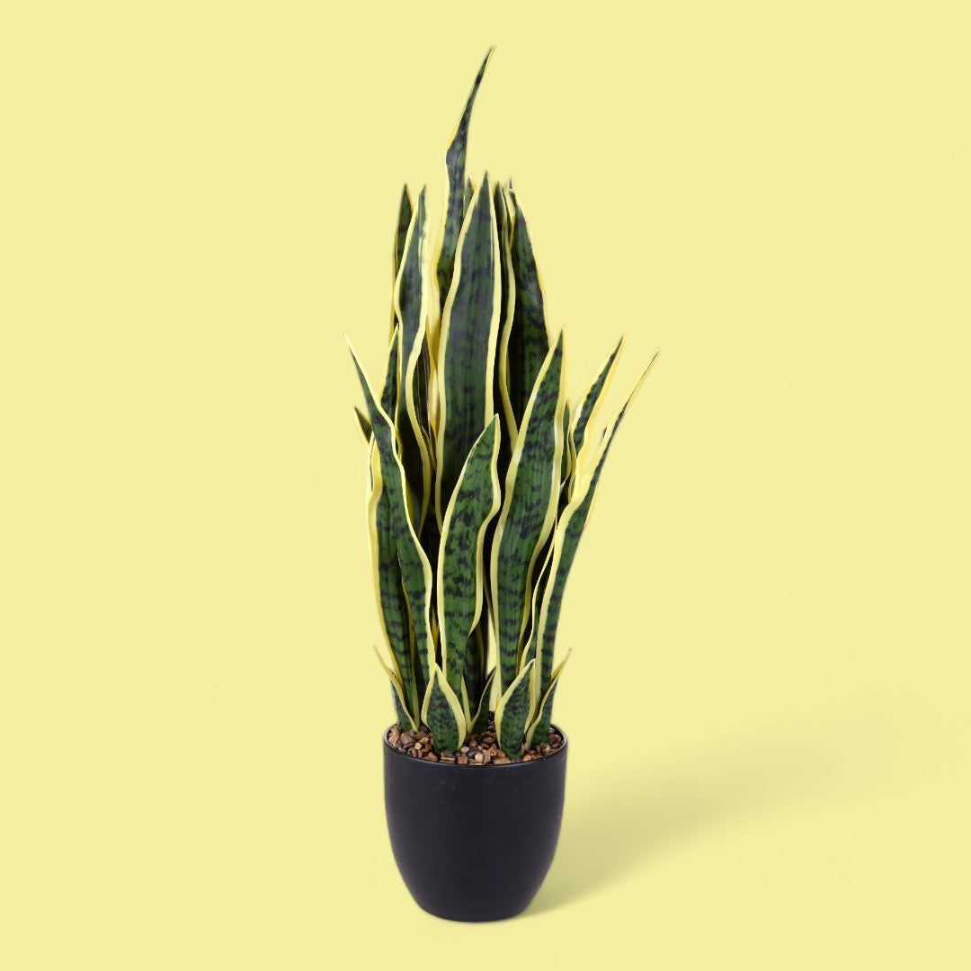 Sanseveria con vaso • 78 cm