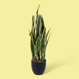 Sanseveria con vaso • 78 cm