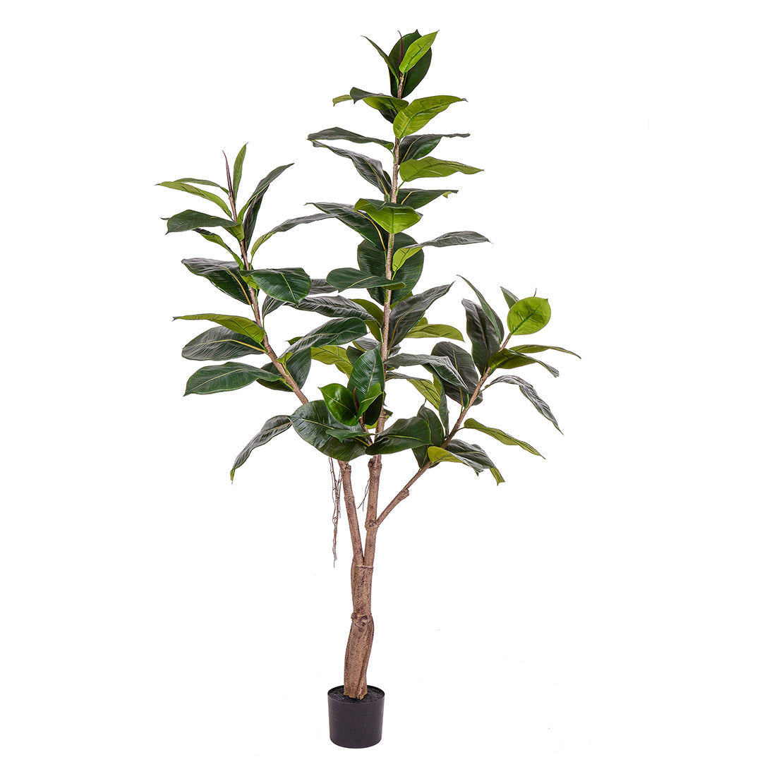 Ficus rubber con 65 foglie • 180 cm