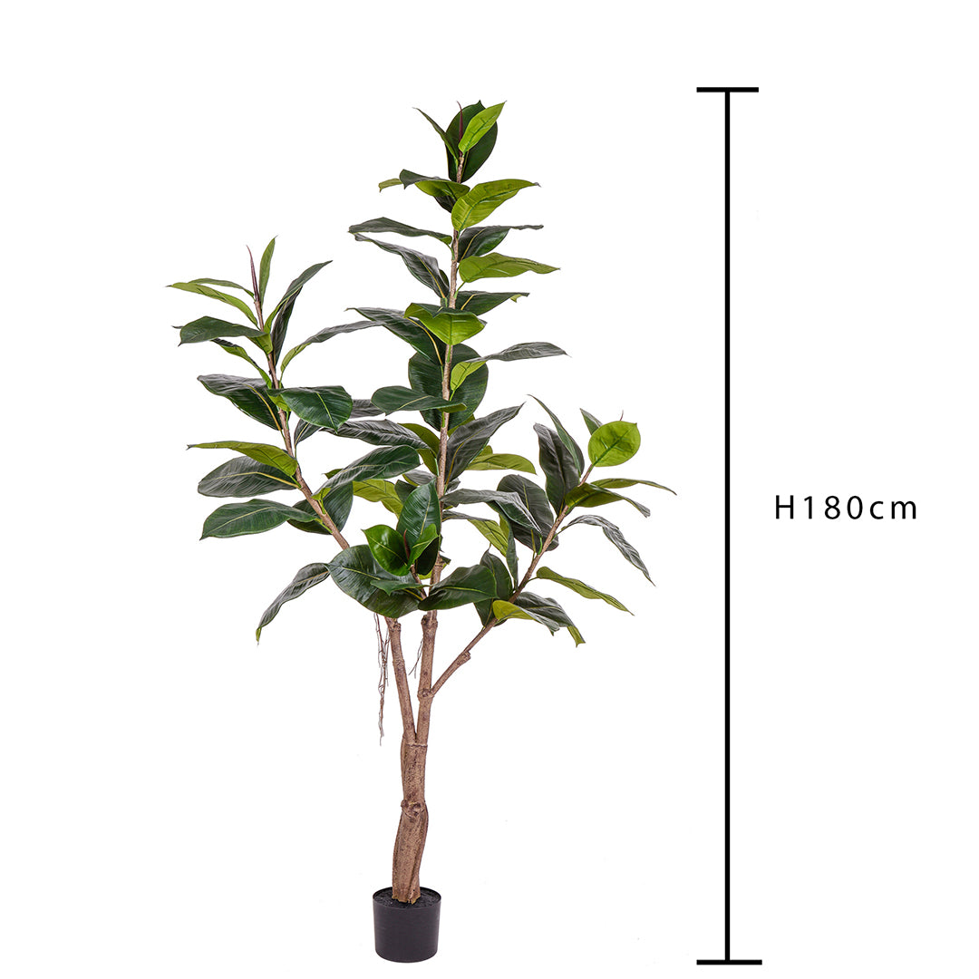 Ficus rubber con 65 foglie • 180 cm