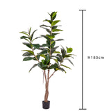 Ficus rubber con 65 foglie • 180 cm