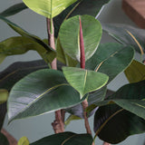 Ficus rubber con 65 foglie • 180 cm