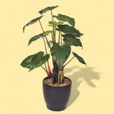 Verde artificiale Anthirium con vaso • 56 cm