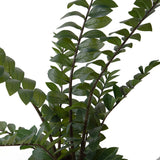 Zamifolia 231 foglie con Vaso • 110 cm