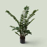 Zamifolia 231 foglie con Vaso • 110 cm