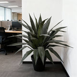 Agave 36 foglie con Vaso • 65 cm