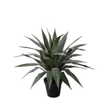 Agave 36 foglie con Vaso • 65 cm