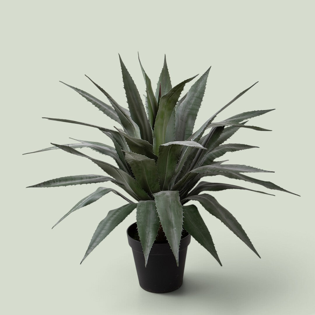 Agave 26 foglie con Vaso • 95 cm