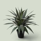 Agave 26 foglie con Vaso • 95 cm
