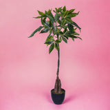 Verde artificiale Pachira con vaso • 115 cm