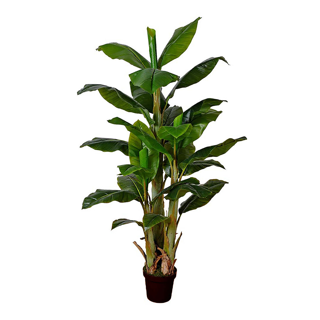 Banano 30 foglie con Vaso • 180 cm