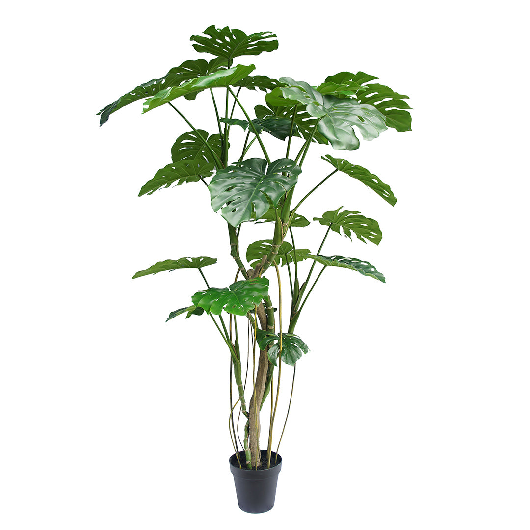 Monstera con Vaso 24 foglie • 210 cm