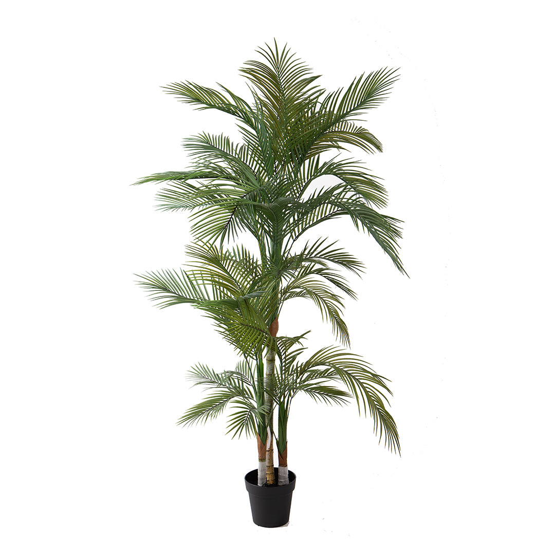 Palma 36 foglie con Vaso • 185 cm