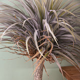 Pianta di Yucca artificiale con vaso • 180 cm