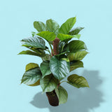 Verde artificiale Pothos in vaso con 30 foglie • 85 cm