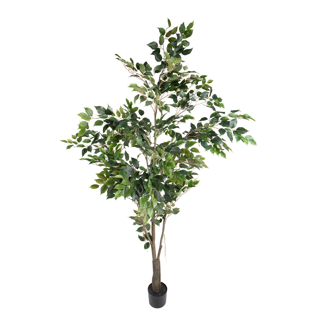 Verde artificiale Ficus con vaso • 213 cm