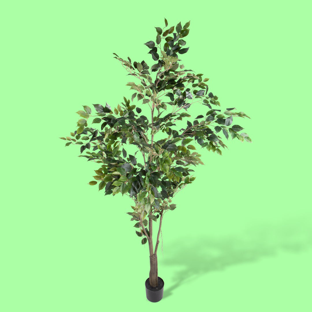 Verde artificiale Ficus con vaso • 213 cm