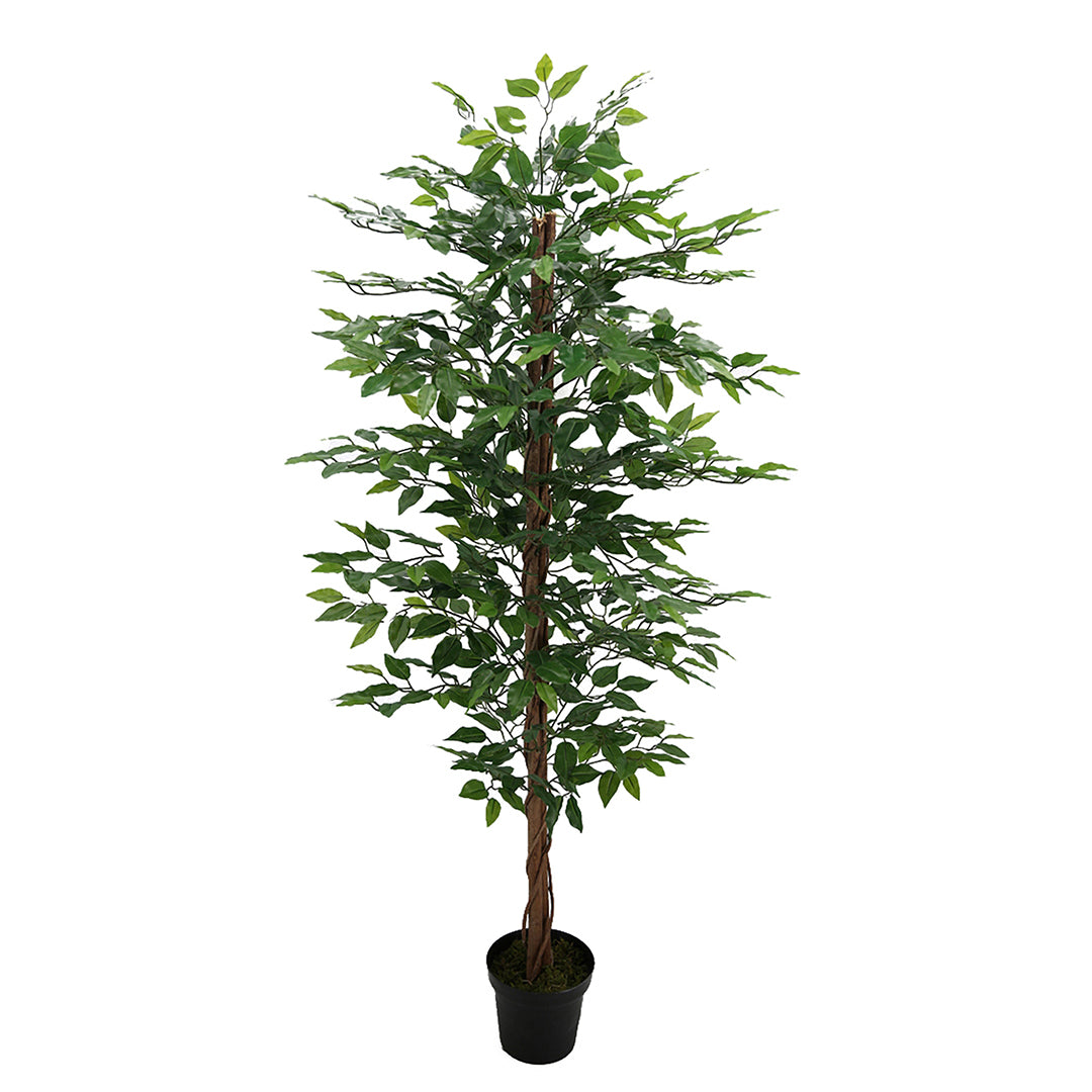 Verde artificiale Ficus tree con vaso • 170 cm