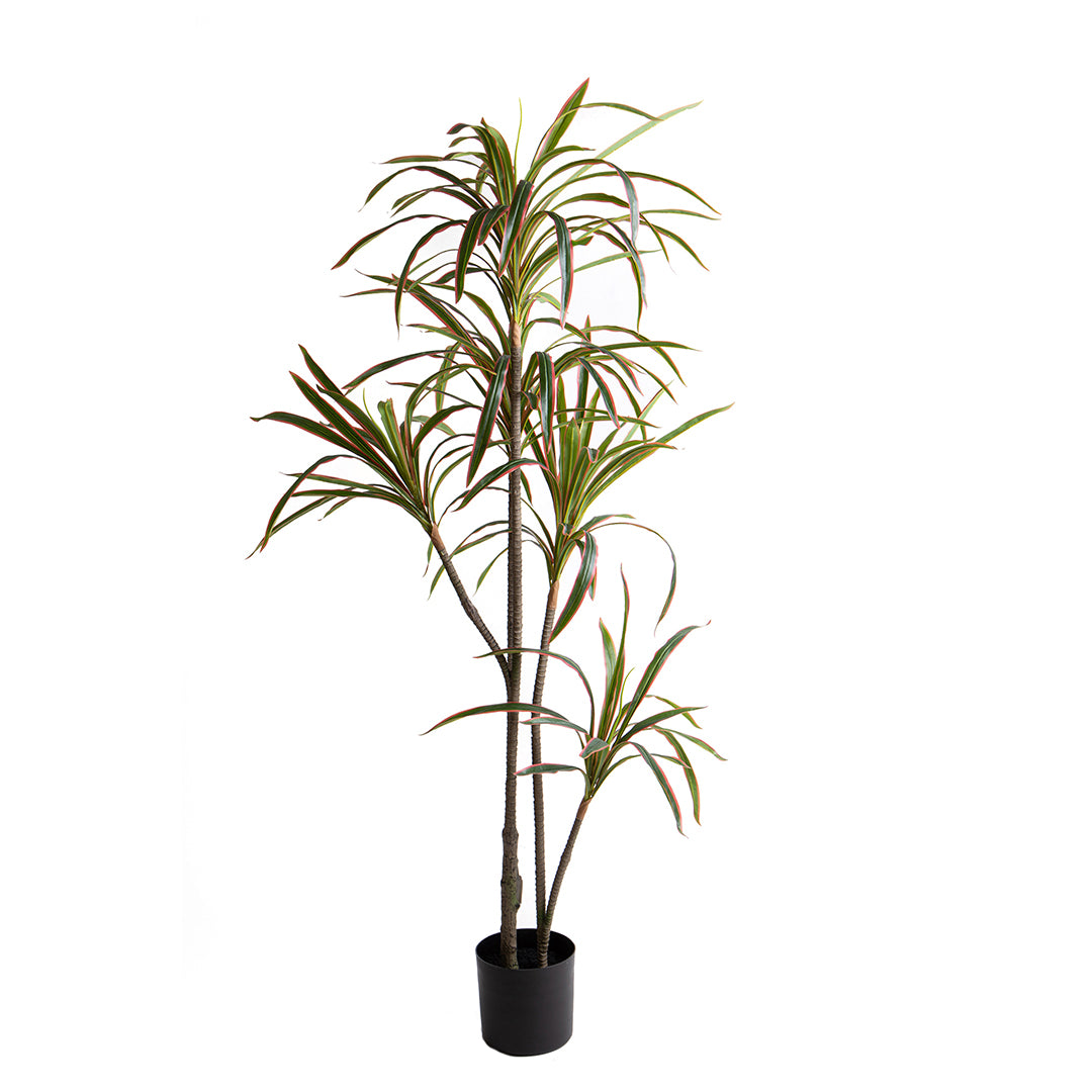 Verde artificiale Dracena marginata con vaso • 190 cm