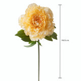 Peonia • 70 cm
