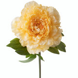 Peonia • 70 cm
