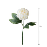 Peonia •  60 cm