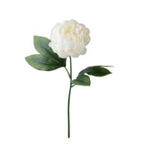 Peonia •  60 cm