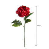 Peonia •  60 cm