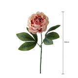 Peonia •  60 cm