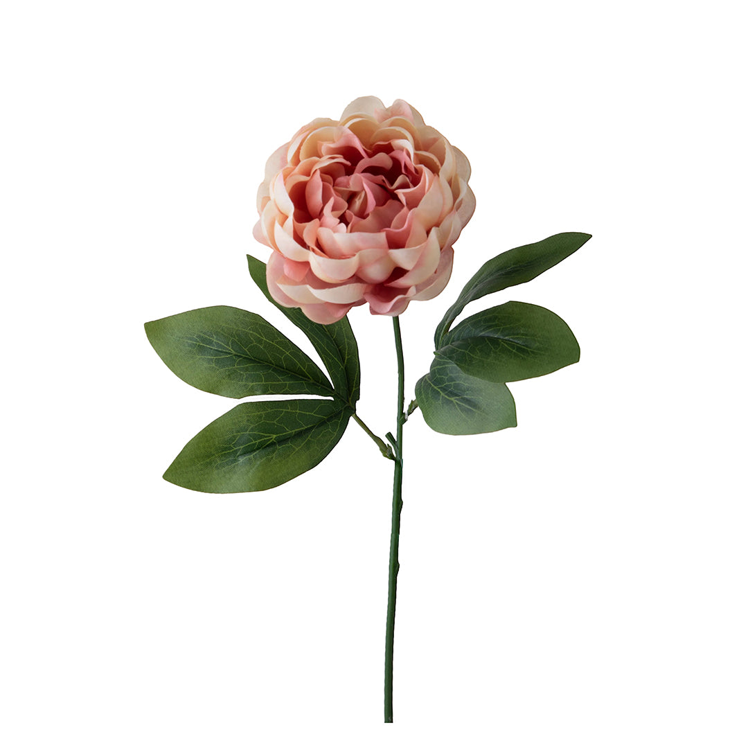 Peonia •  60 cm
