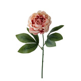 Peonia •  60 cm