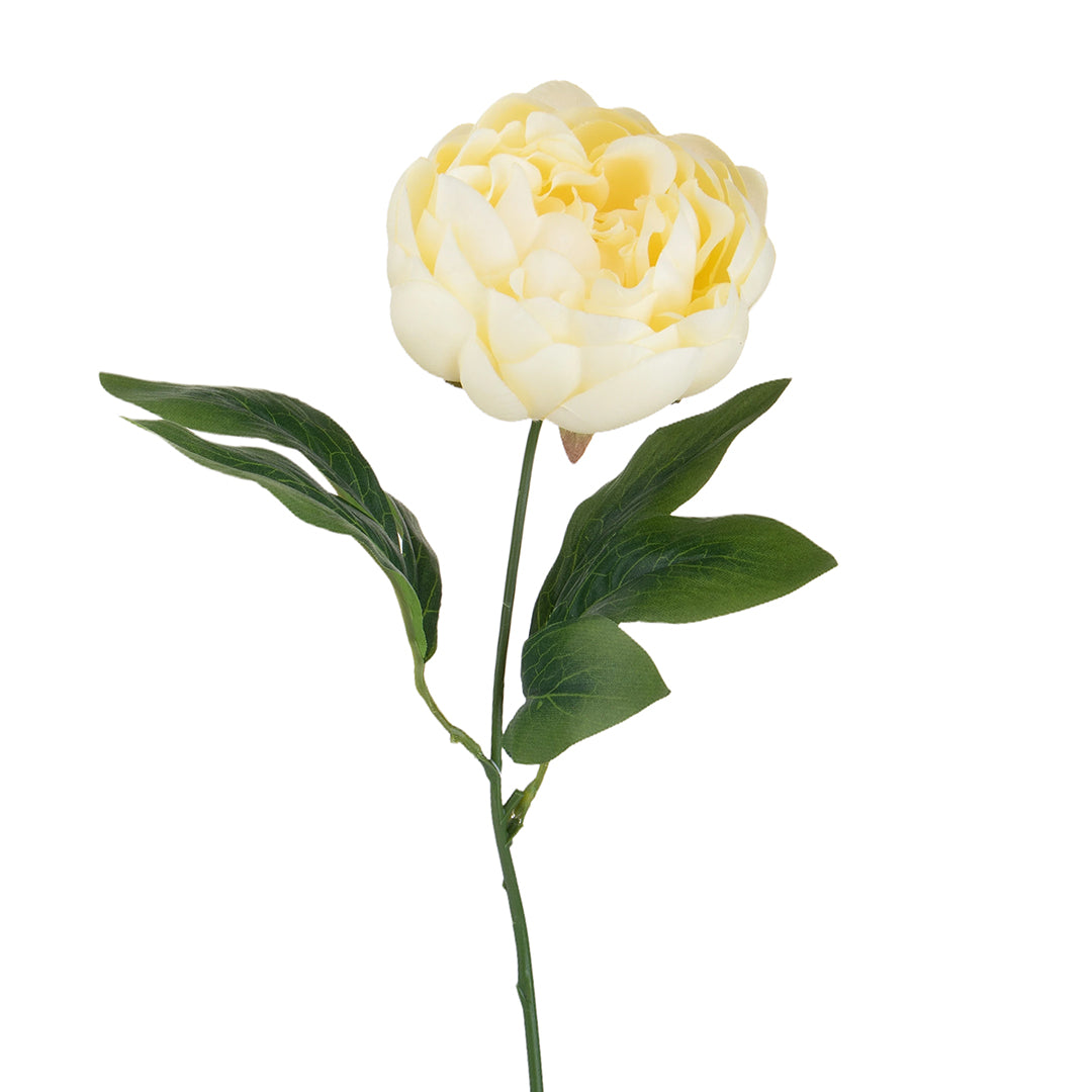 Peonia •  60 cm