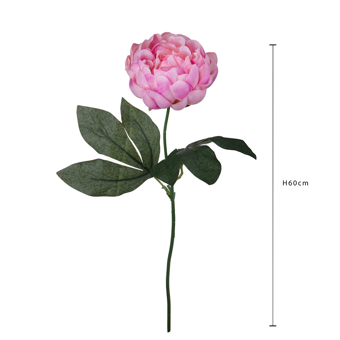 Peonia •  60 cm