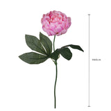 Peonia •  60 cm