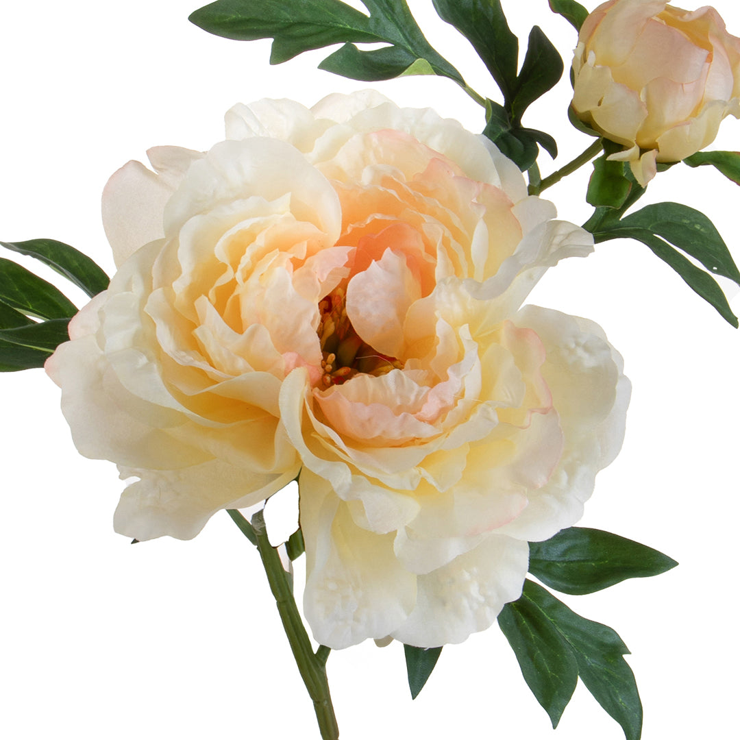 Peonia Grande • 65 cm