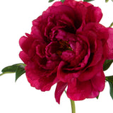 Peonia Grande • 65 cm